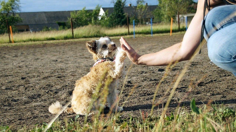 Jana und Ivy interagieren in der Hundeschule Dresden und Tierpsychologie Sachsen