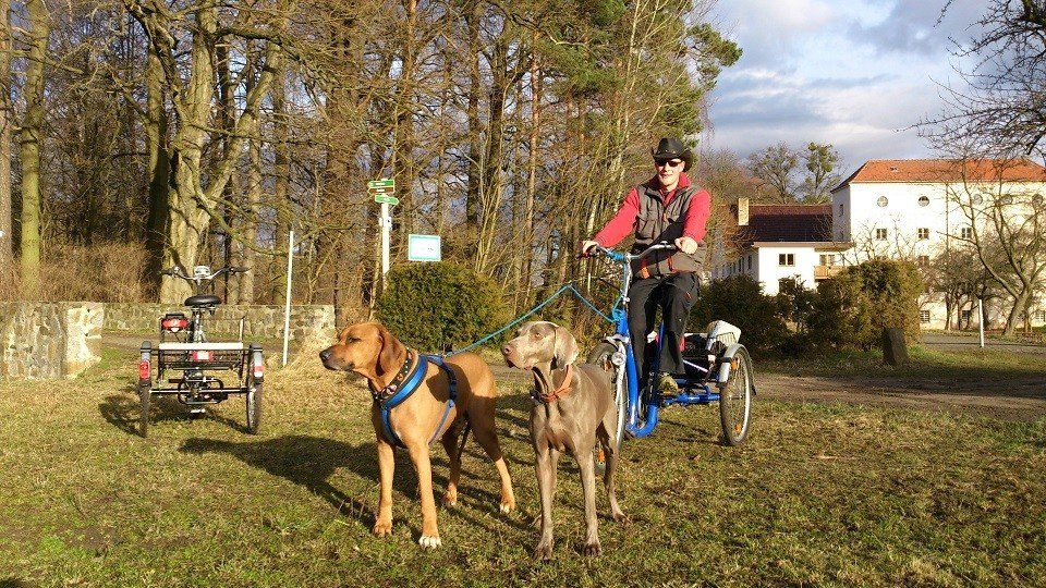Zughunde in der Hundeschule Dresden und Tierpsychologie Sachsen
