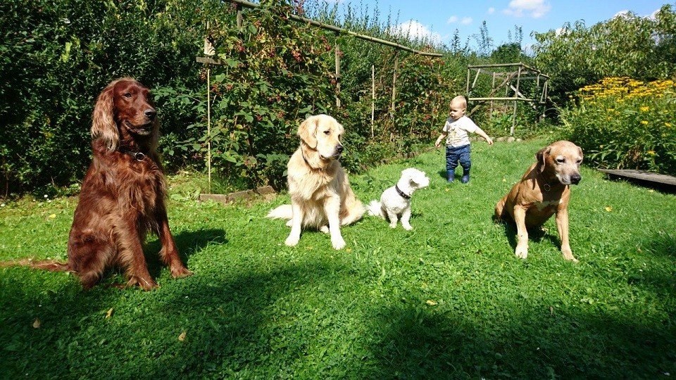 Baby allein mit 4 Hunden in der Hundeschule Dresden und Tierpsychologie Sachsen
