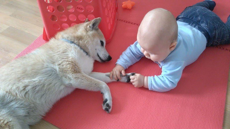 Baby mit Hund in der Hundeschule Dresden und Tierpsychologie Sachsen