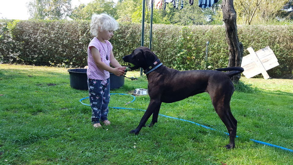 Kind Spielt mit Hund in der Hundeschule Dresden und Tierpsychologie Sachsen