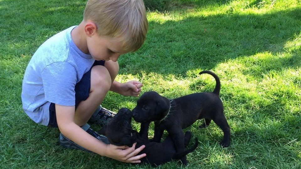 Hundebabys in der Hundeschule Dresden und Tierpsychologie Sachsen