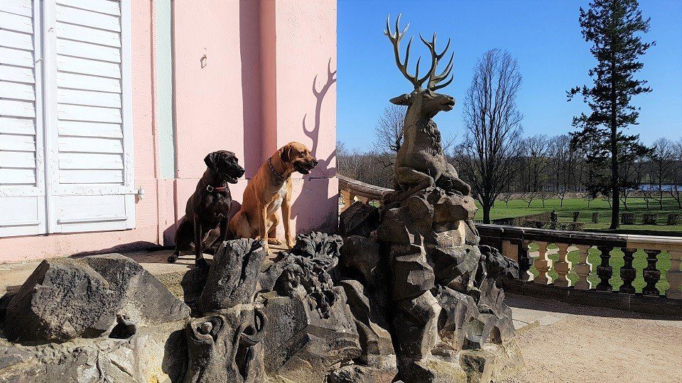 Mit Hirsch und Hunden in der Hundeschule Dresden und Tierpsychologie Sachsen