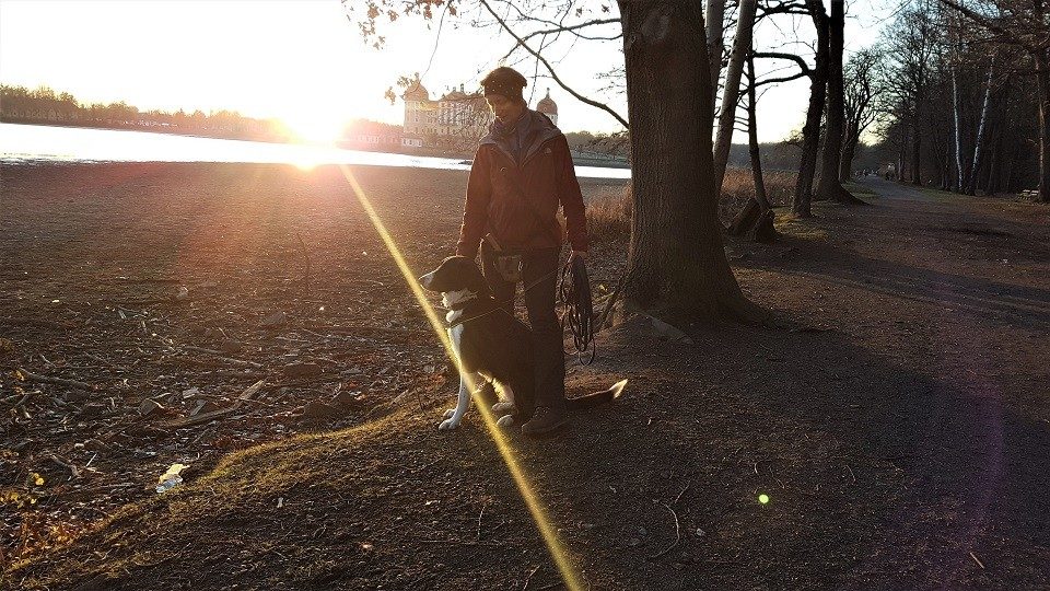 Hundeschule Moritzburg beim Sonnenuntergang